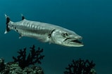Afbeeldingsresultaten voor "sphyraena Barracuda". Grootte: 159 x 106. Bron: www.fishipedia.fr