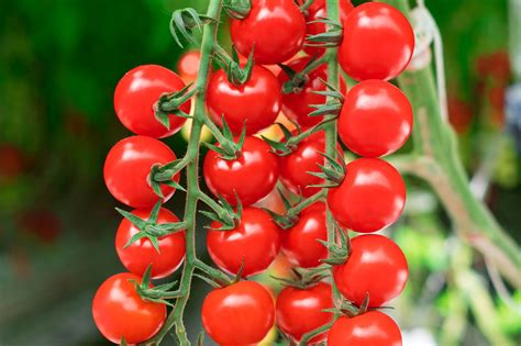 Red Cherry On The Vine Tomatoes Nature Fresh Farms