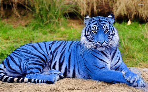 majestic maltese tiger rainforest animals amazon rainforest animals