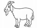 Goat Coloring Drawing Pages Kids Boer Cute Printable Nubian Pygmy Template Goats Getdrawings Color Drawings Book Getcolorings Ws Preschoolcrafts sketch template