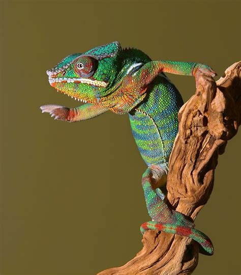 panther chameleon chameleon lizard reptiles  amphibians
