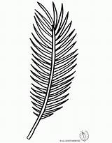 Palm Coloring Leaf Tree Branch Clipart Template Kids Library Line Getdrawings Drawing Popular sketch template