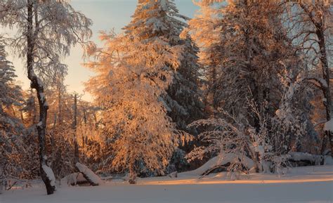 russian winter forest from a fairy tale · russia travel blog