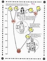 Evolution Worksheet Human Buff Biology Followers sketch template