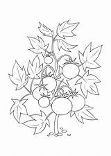 Coloring Pages Tomatoes Fruits Vegetables Print sketch template