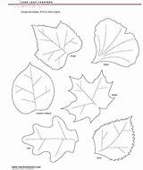 Trace Leaf Pattern Coloring Popular sketch template
