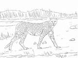 Gepard Ausmalbild Cheetah sketch template