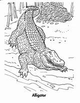 Crocodile Coloring Pages Printable Kids Alligator Animal Crocodiles Drawing Bestcoloringpagesforkids Print Coloringme Sheets Follow Book sketch template