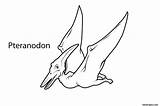 Dinosaur Pteranodon Coloring Printable Print Pages Kids Animal sketch template