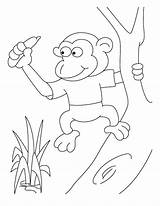 Monkey Coloring Pages Spider Face Pigmy Kids Bestcoloringpages Animals Getcolorings Wild Colouring Color Library Getdrawings Popular Printable sketch template