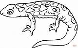 Salamander Coloring Pages Color Printable Drawing sketch template