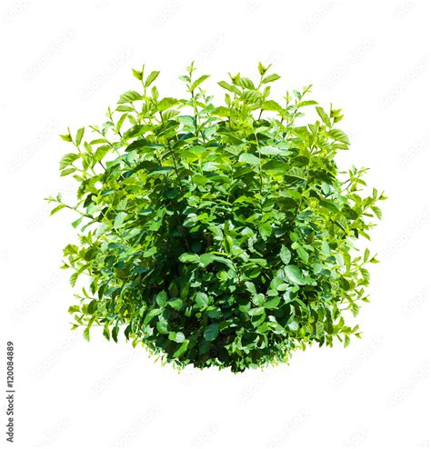 green bush isolated  white background stock photo adobe stock