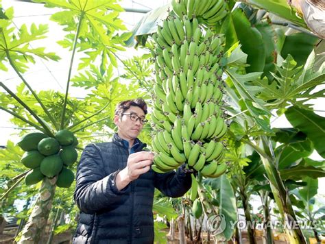 banana farm yonhap news agency