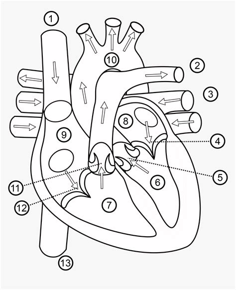 human heart drawing outline  getdrawings structure  heart class