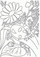 Domo Ladybug sketch template