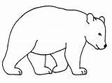 Bear Coloring Pages Face Easy Template sketch template