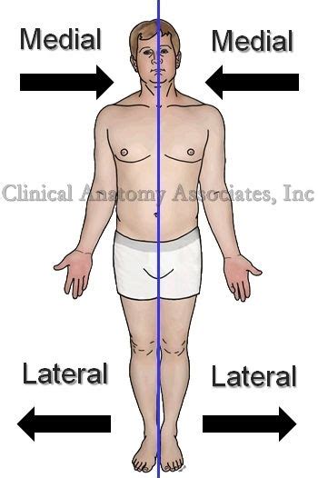 lateral   anatomy  anatomy stories
