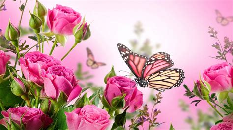 pink butterfly desktop wallpaper cute wallpapers