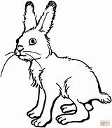Hare Coloring Pages Drawing Printable Silhouettes sketch template