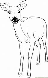 Dear Doe Fallow Buck Formosan Sika Printable Antlers Designlooter Coloringpages101 Drawings sketch template