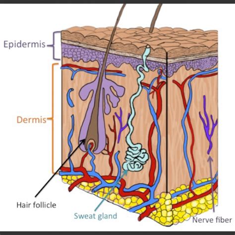 epidemis labelled   square elias  williams     skin  dermatologists