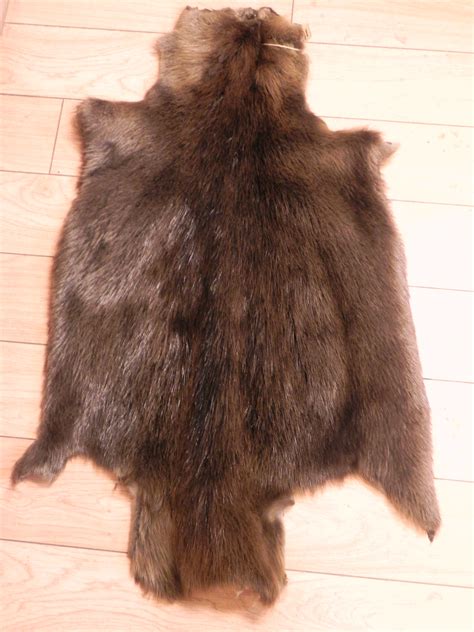 indianica beaver pelt