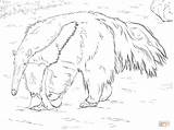 Coloring Anteater Getdrawings sketch template