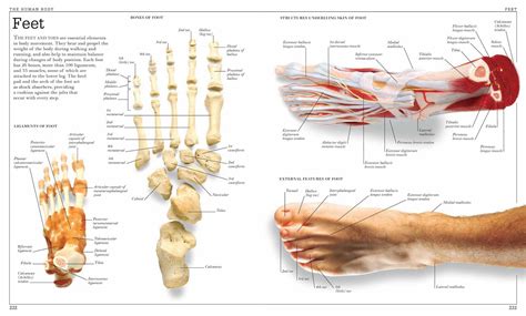 voet gewrichten van voet grafiek anatomie pathologie poster canvas  xxx hot girl