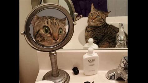 Surprised Cat’s Funny Reflection On Mirror Is Cracking Netizens Up It