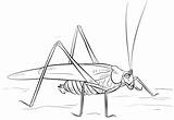 Grasshopper Coloring Pages Drawing Draw Grasshoppers Step Printable Insects sketch template