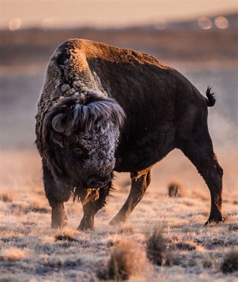 colorado bison