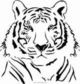 Tigre Desenho Tigri Ultracoloringpages sketch template
