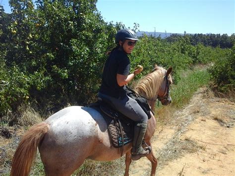 orchard ride cape winelands riding