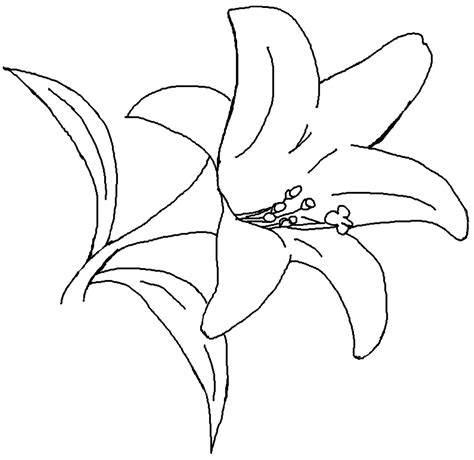 images  flower coloring pages printable lilies printable