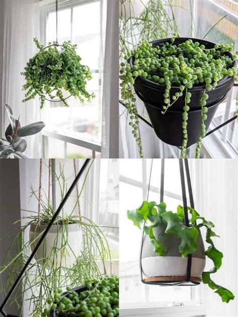indoor hanging plants stunning trailing houseplants
