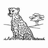 Leopard Coloring Pages Printable Colouring Getdrawings sketch template
