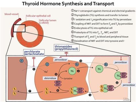 thyroid hormones endocrine medbullets step