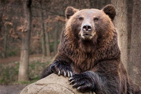 incredible brown bear facts   animals