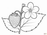 Coloring Jug Pages Getcolorings Strawberry Top sketch template
