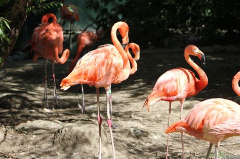 flamingos weasyl