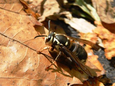 capital naturalist  alonso abugattas bald faced hornets