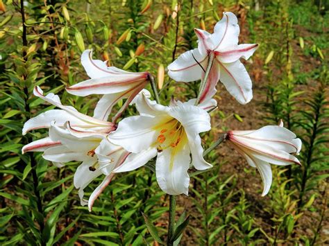 care  lilies  flowering https encrypted tbn gstatic
