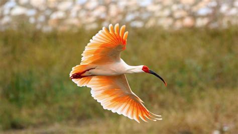 crested ibis interesting facts