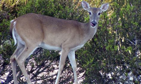 101 year old woman bags two deer with one shot
