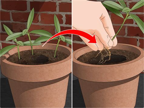 cuttings  steps  pictures wikihow