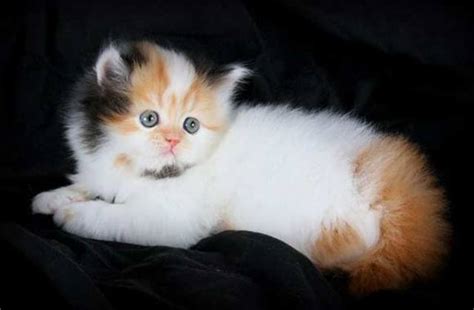 pictures  baby calico cats funny pic