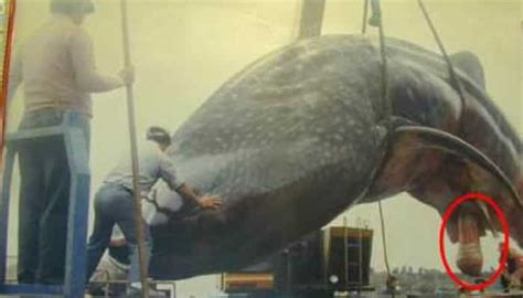 this craft beer is made from a giant whale testicle [video]