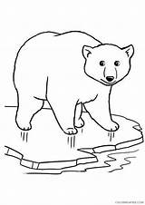 Coloring4free Polar Bear Coloring Pages Ice Related Posts sketch template