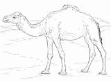 Dromedario Camelo Colorear Camels Dromedary Realista Dromedar Disegno Ausmalbild Cammello Desenho sketch template