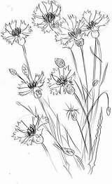 Bleuet Cornflower Zeichnen Dessiner Pencil Botanical Wiesenblumen Kornblume Ausmalen Skizzen Dinge Einfache Cornflowers рисунки Rapidement Facilement цветов карандашом для Aquarell sketch template